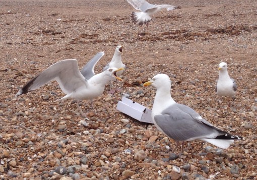 Seagull battle at Brighton Beach