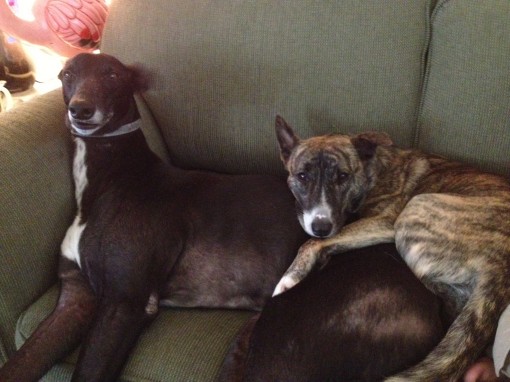 Greyhound Cuddles
