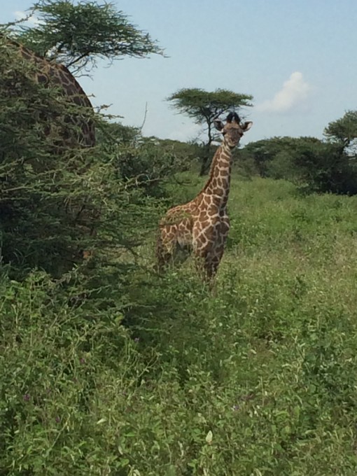 baby giraffe