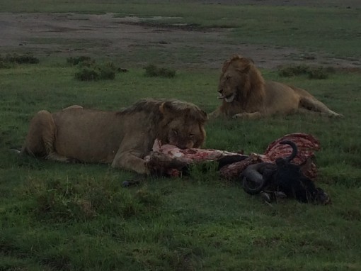 lions eating