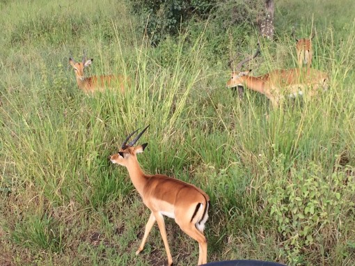 Cute Impalas