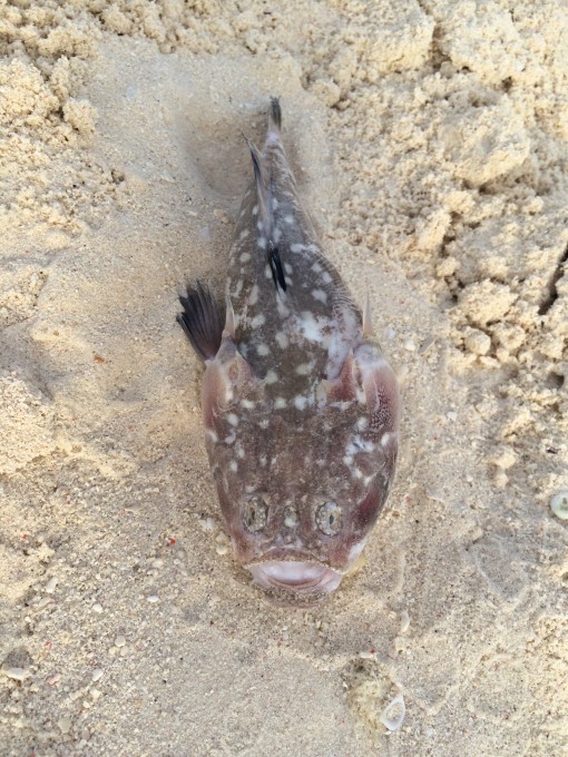 Zanzibar Sea Monster