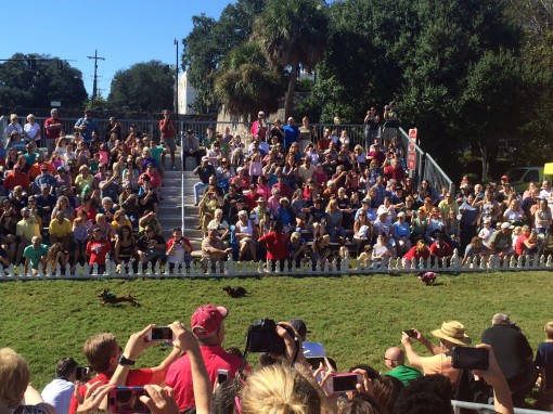 Wiener dog races at Oktoberfest in Savannah, GA