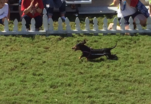 Quimby the handicapped dachshund at the Wiener dog races at Oktoberfest in Savannah, GA