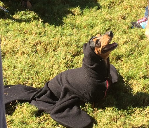 Quimby the winner of the wiener dog costume contest at Oktoberfest in Savannah, GA