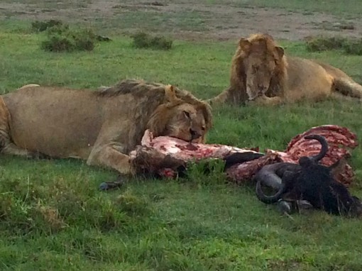 Lions on the Serengeti in Tanzania