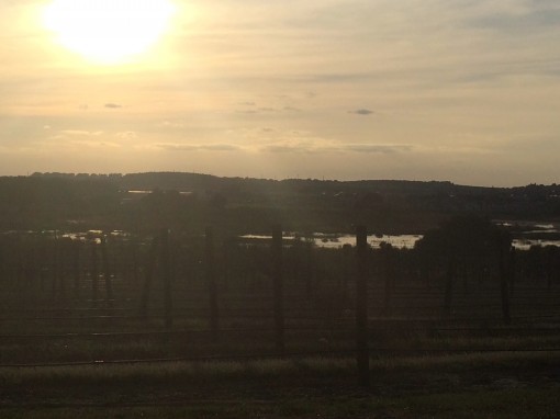 Lakeridge Winery and Vineyard in Clermont, FL