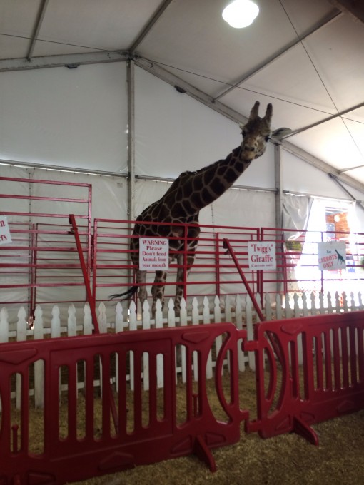 "Twigg's" Giraffe at  the Florida State Fair in Tampa, FL 2015 