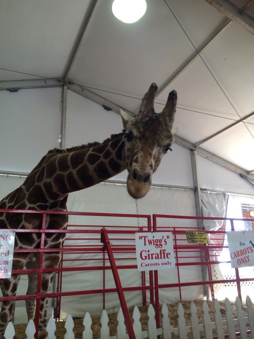 "Twigg's" Giraffe at  the Florida State Fair in Tampa, FL 2015 