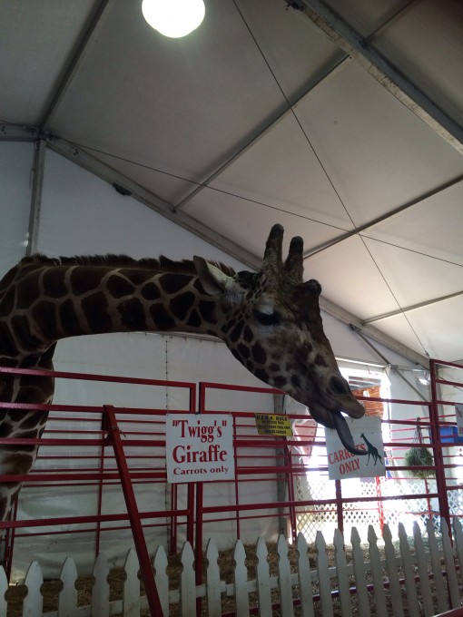 "Twigg's" Giraffe at  the Florida State Fair in Tampa, FL 2015 
