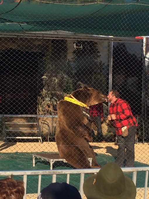 Bear Show at the Florida State Fair in Tampa, FL 2015