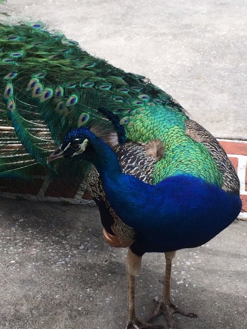 Peacocks at Weeki Wachee Springs in Florida