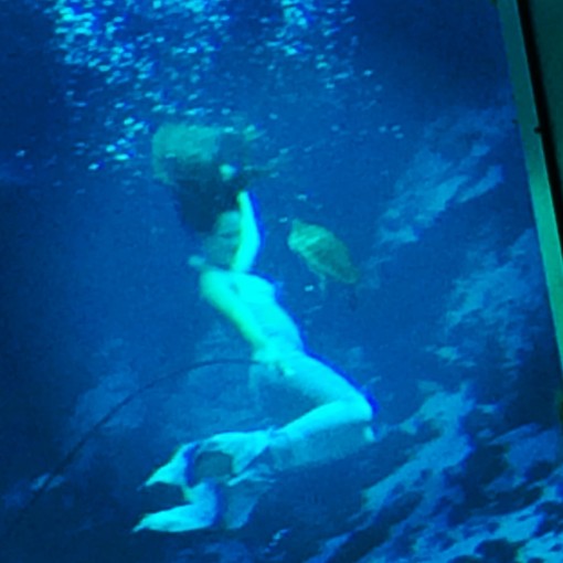 Turtle stealing the show at Weeki Wachee Springs Mermaid Shows