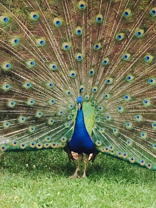 Peacocks at Weeki Wachee Springs in Florida