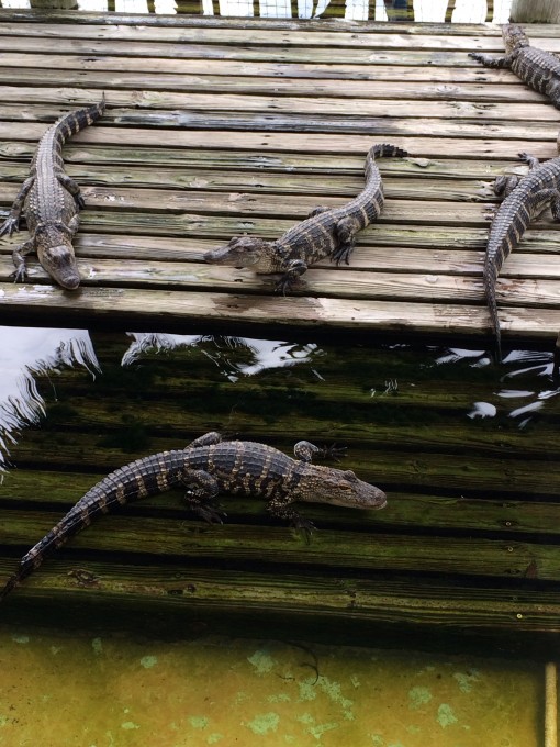 Gatorland in Kissimmee, FL