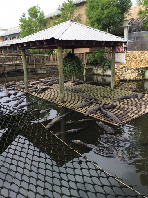 Gatorland in Kissimmee, FL