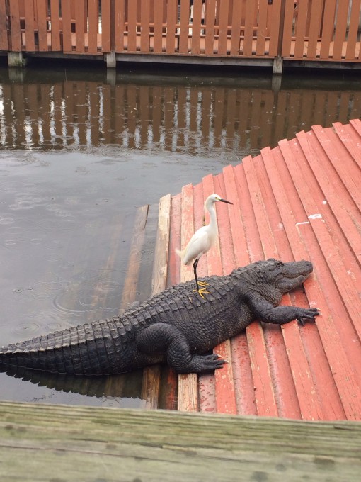 Gatorland in Kissimmee, FL