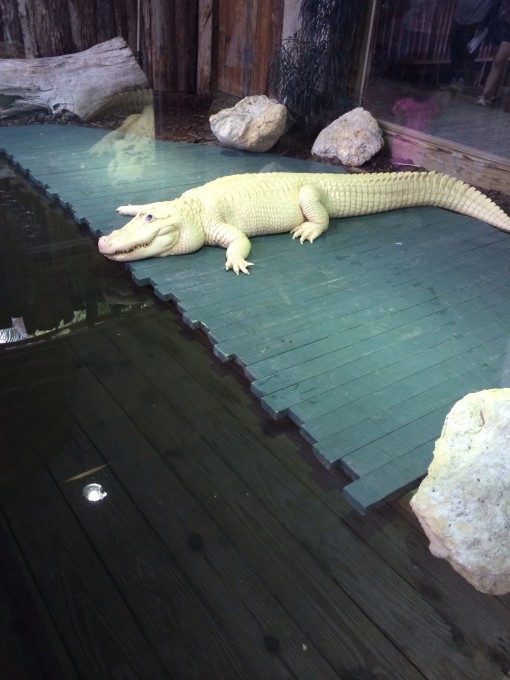 White Gator at Gatorland in Kissimmee, FL