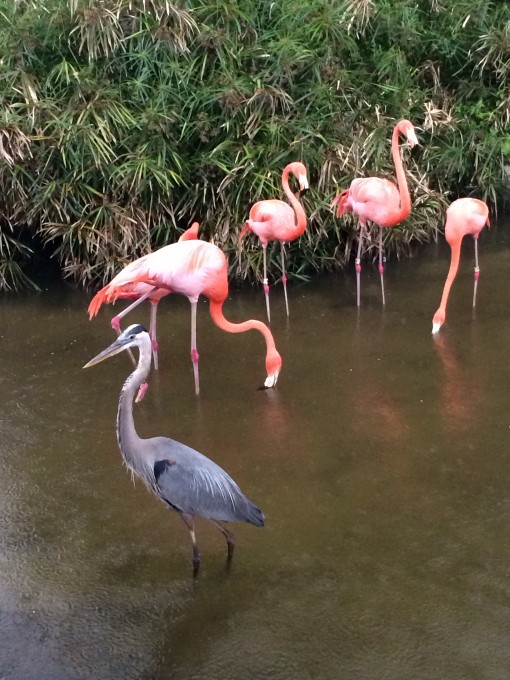 Gatorland in Kissimmee, FL