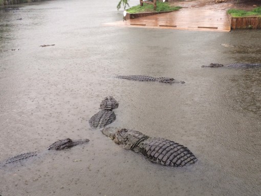 Huge Aligators at Gaterland in Kissimmee, FL