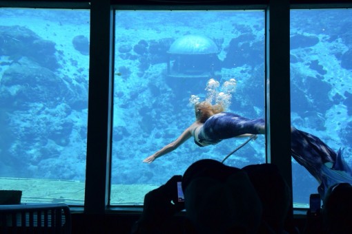 Mermaid Shows at Weeki Wachee Springs in Florida