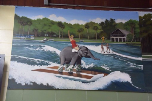 Water Skiing Elephant at De Leon Springs State Park in Florida