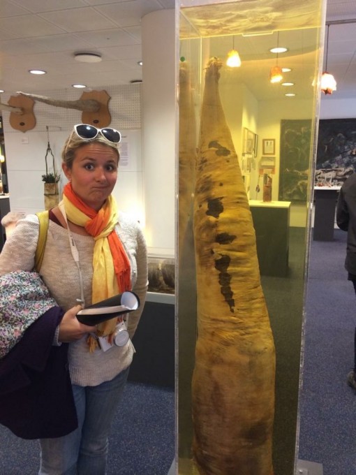 The Icelandic Phallological "Penis" Museum in Downtown Reykjavik