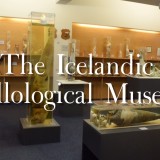 Iceland’s Penis Museum (The Icelandic Phallological Museum)