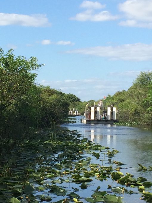 The Florida Everglades from an airboat. Life goals!