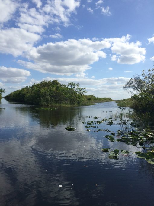 The Florida Everglades. Kinda pretty for a giant swamp.