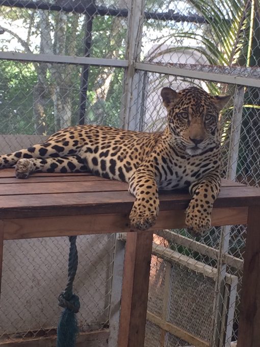 Fiona, the resident jaguar at The Asociacion Panamericana Para La Conservacion in Panama