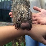 Playing with Porcupines ( and Sloths and Jaguars) at APPC in Panama