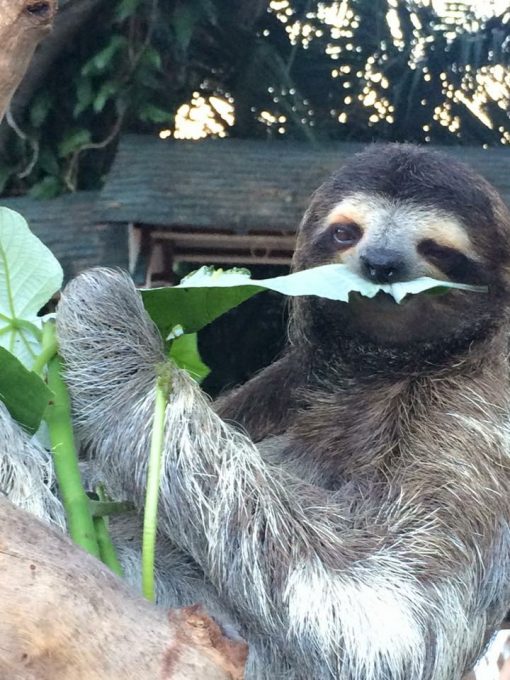 Coquito,The Asociacion Panamericana Para La Conservacion (APPC) head sloth in Gamboa, Panama