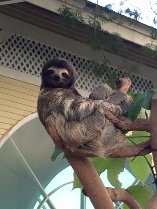 Coquito, a three toed sloth at The Asociacion Panamericana Para La Conservacion in Panama