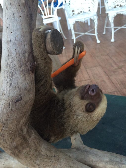 Two toed sloth enjoying a carrot during his presentation at The Gamboa Rainforest Resort in Panama