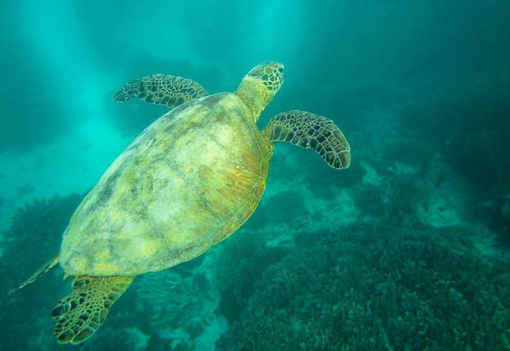 Australia's Most Amazing Wonder of Nature