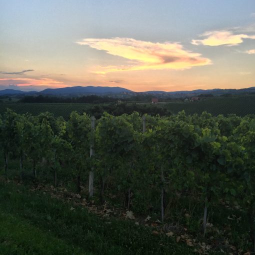 Gorgeous Slovenian Vineyards at Sunset in Metlika, Slovenia