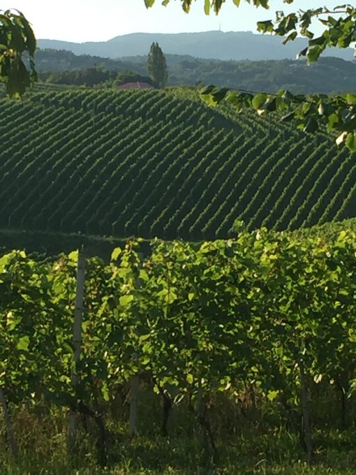 Gorgeous vineyards in Bela Krajina, Slovenia