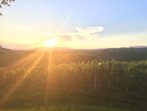 Gorgeous vineyards in Bela Krajina, Slovenia