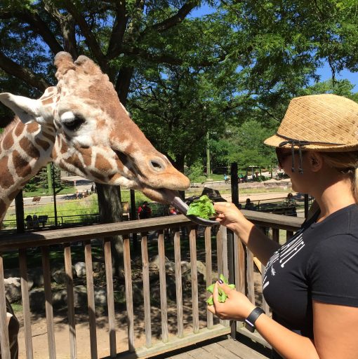 Feeding giraffes at the Milwaukee Zoo