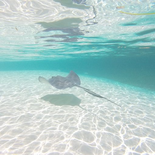 Swim with friendly wild stingrays at Honeymoon Harbor in Bimini