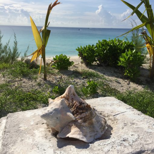 The beautiful island of Bimini in the Bahamas