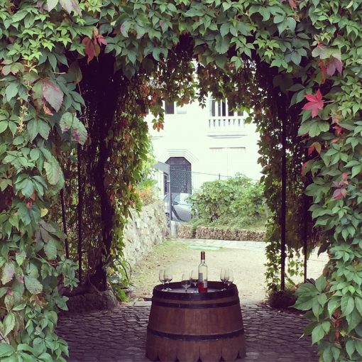 Vigne du Clos Montmartre, the only working vineyard in the city of Paris
