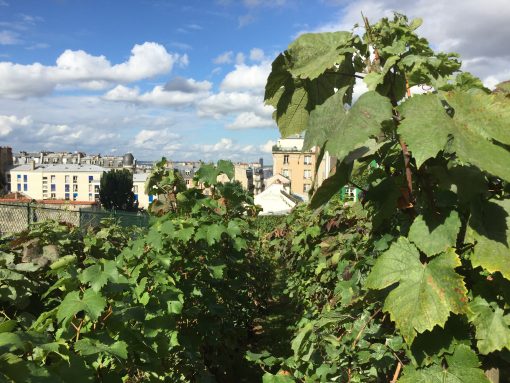 Views of Paris from the Clos Montmartre Vineyard