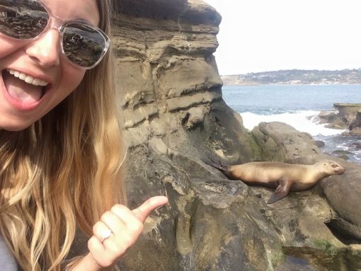 The sea lions at La Jolla Cove in San Diego are adorable and don't seem to mind or even notice that people are there. 