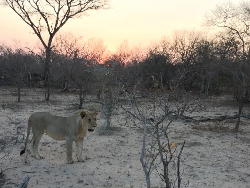 Sleep among lions on a budget South African Safari