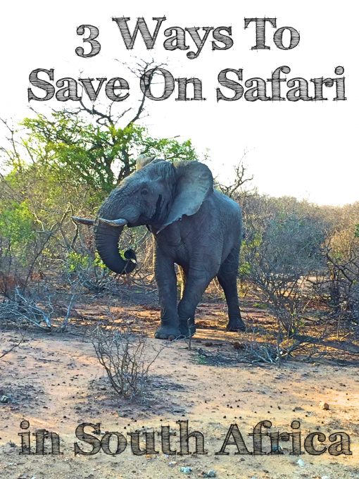 3 Ways To Save on Safari in South Africa - how to get a luxury safari on a backpacker's budget