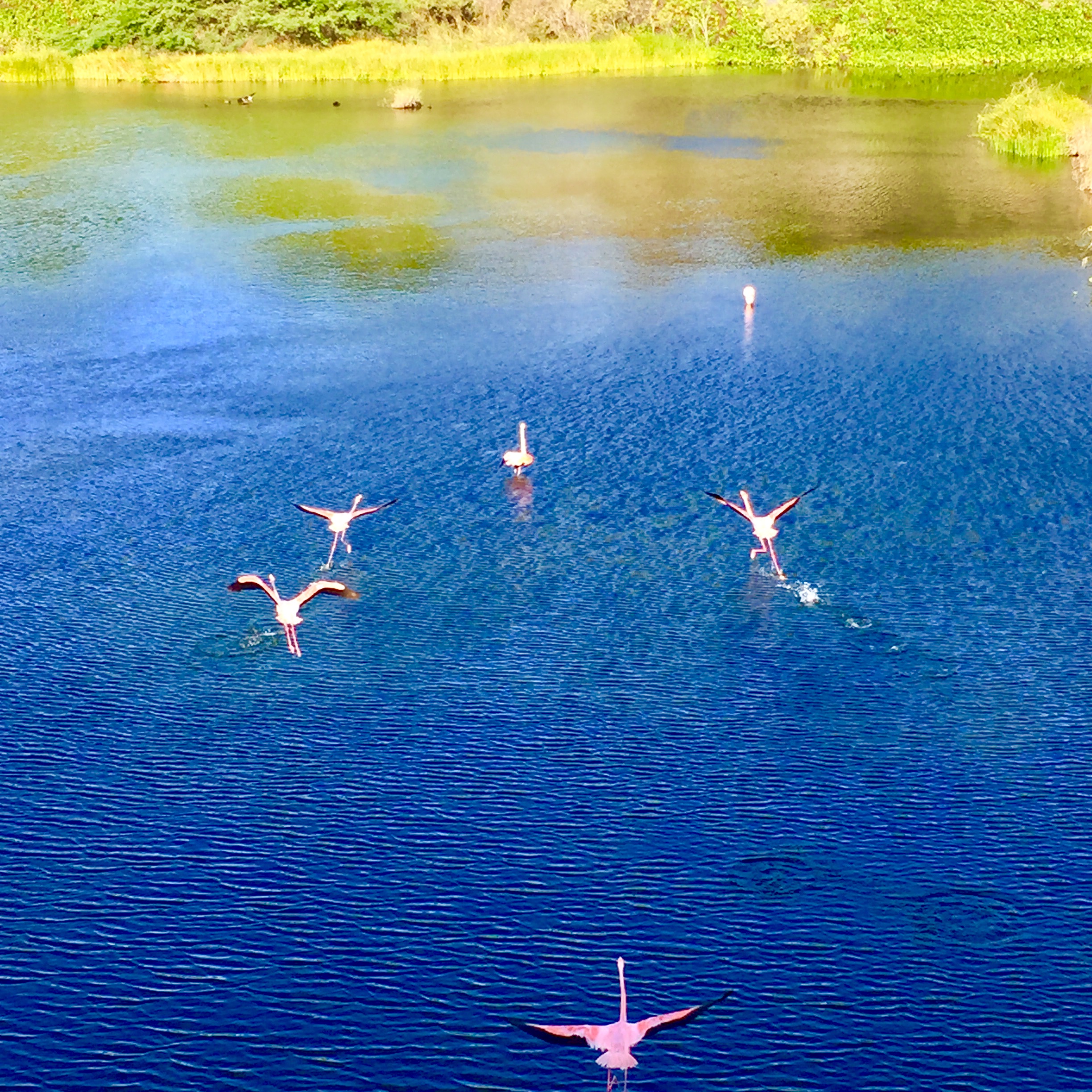 Flamingo Lagoon in Isla Isabela on the Galapagos Islands