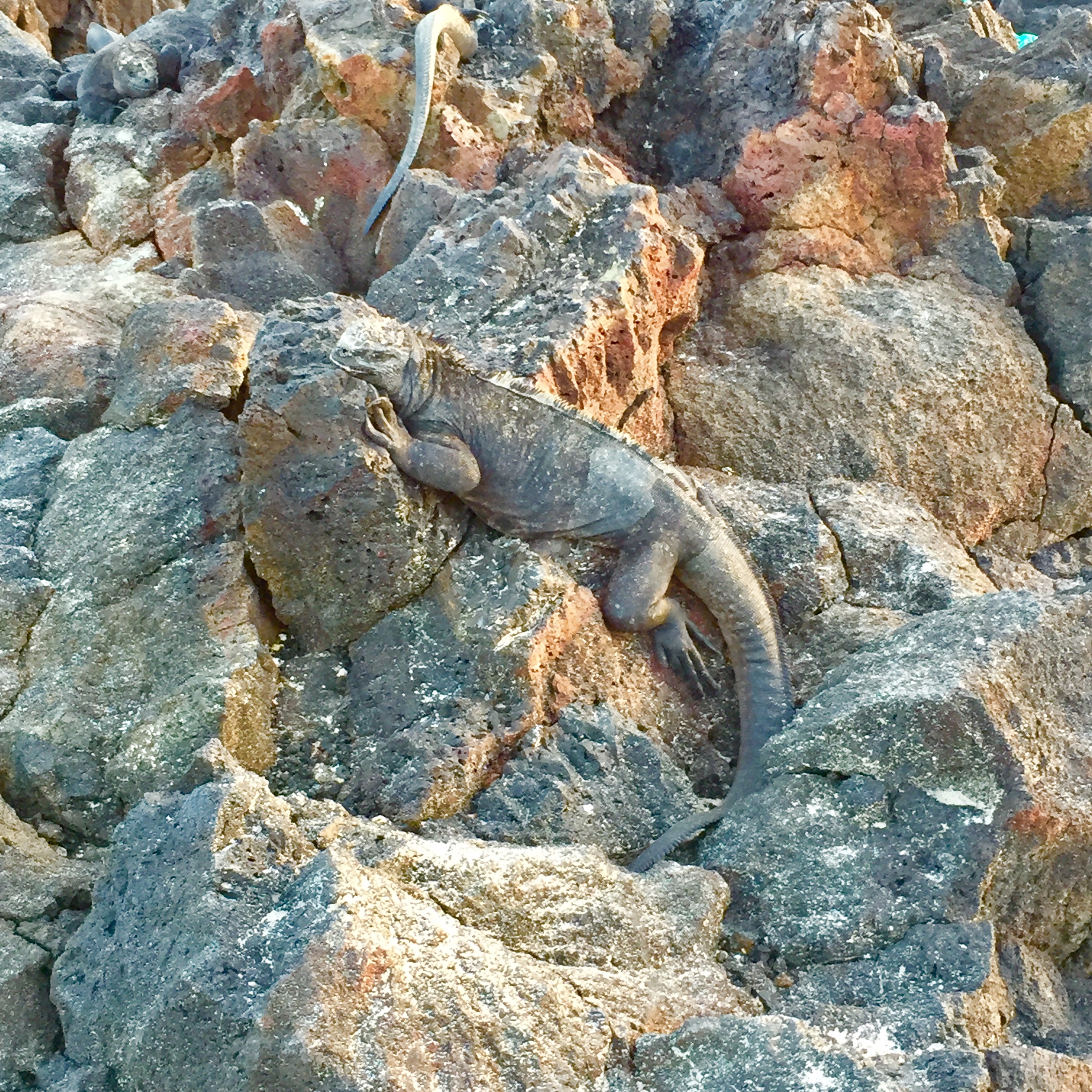 Hundreds of marine iguanas can be seen nesting on the beaches in Isla Isabela in the Galapagos Islands