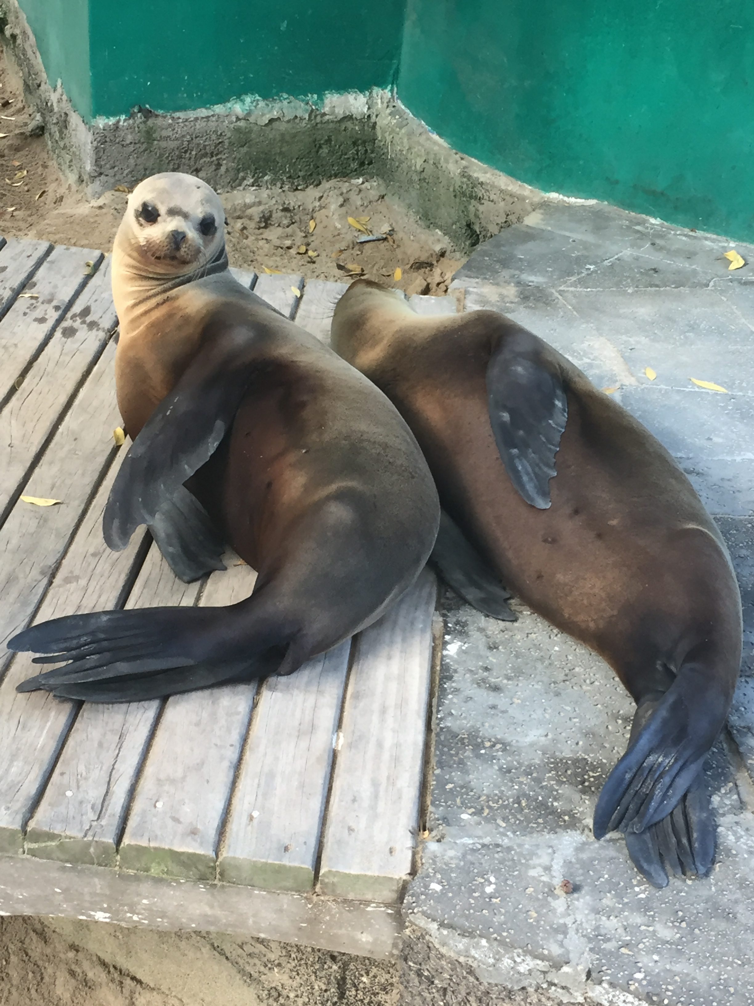 Sea Lions at Concha Perla on Isla isabela in the Galapagos Islands.